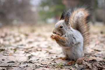 Naklejka na ściany i meble Squirrel eats nuts on fallen leaves in autumn.