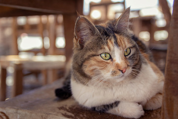 cat with green eyes