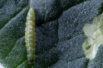 Larva de tuta sobre hoja de tomate, fuera de la galería