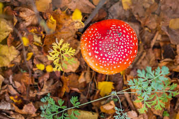 Amanita in the autumn forest. Photo taken close-up.