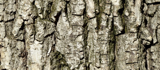 Rinde - Borke - Baumrinde - Walnussbaum