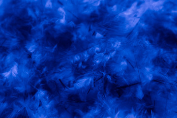 Fototapeta na wymiar Beautiful abstract blue pink feathers on darkness background and colorful purple feather texture pattern