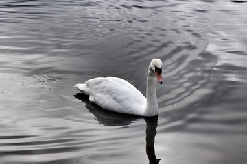 Naklejka premium Solitary swan swimming & causing ripples in water