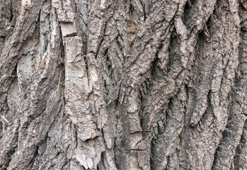 The bark of an old tree. Larch bark.