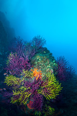 The beautiful colors of the sea