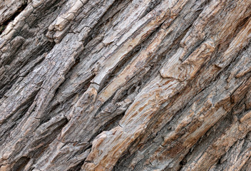 The bark of an old tree. Larch bark.