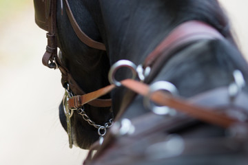 The head of a team horse in the bridle. Portrait closeup