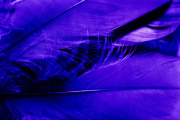 Beautiful abstract blue pink feathers on darkness background and colorful purple feather texture pattern