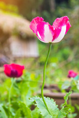 Opium poppy Flowers blossom on wild field..Red Opium poppy.