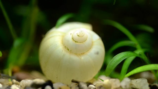 Underwater background: a shell at the bottom of the aquarium with pebbles and algae