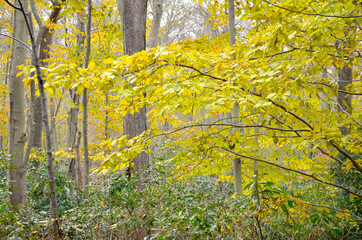 Beautiful fall foliage scene with yellow gold leaves.  