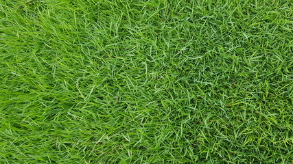 Green colour grass texture or background