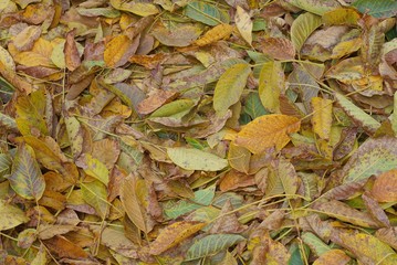 brown yellow plant natural texture of dried fallen leaves