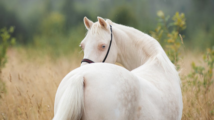 Portrait of a beautiful white horse looks back on nature background