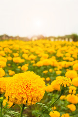 Lots of beautiful marigold flowers in the garden with copy space..Marigold Yellow flower, Colorful of marigolds on the plantation, white background