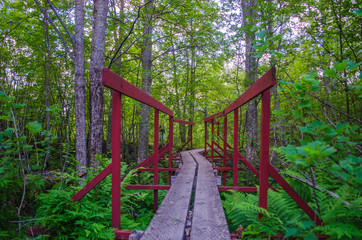 Fototapeta na wymiar Wooden pathway above the tunnel in a tourist forest during the hiking in northern europe for outdoor activity