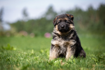 Adorable German Shepherd puppy posing in summer
