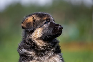 Adorable German Shepherd puppy posing in summer