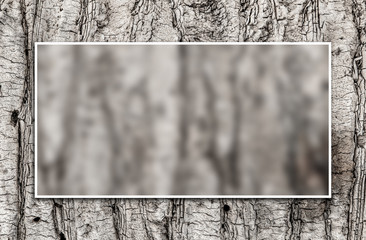 White passepartout frame around blurry  background. Palm tree bark texture. Background texture of tree bark. Skin the bark of a tree that traces cracking. Wood texture tree bark close