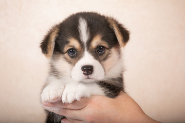 Adorable puppy Welsh Corgi Pembroke posing in the hands of the owner