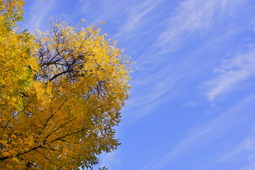 Fototapeta premium Yellow foliage against a blue sky. Autumn landscape.