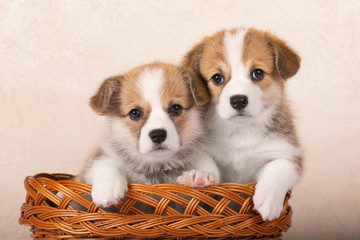 Adorable welsh corgi pembroke puppies posing in a basket