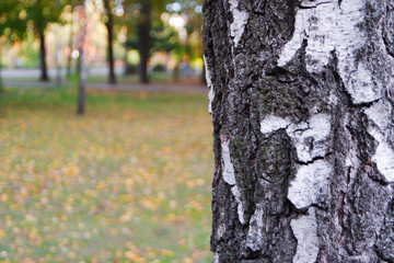 Birch bark close-up. Birch in the autumn park.