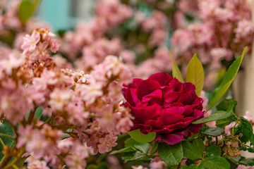 red rose and pink flowers