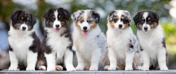 group of puppies australian shepherd dog posing in summer on a table - obrazy, fototapety, plakaty