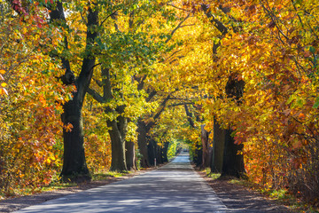 Fototapeta na wymiar forest road among colorful autumn trees