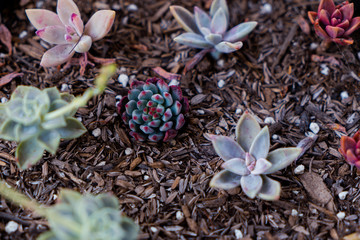 garden bed of small succulents