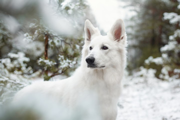 Adorable young White Swiss shepherd dog posing in winter outdoors