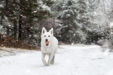 Adorable young White Swiss shepherd dog posing in winter outdoors