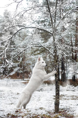 Obraz na płótnie Canvas Adorable young White Swiss shepherd dog posing in winter outdoors