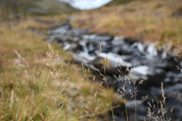 Grass on the mountainside