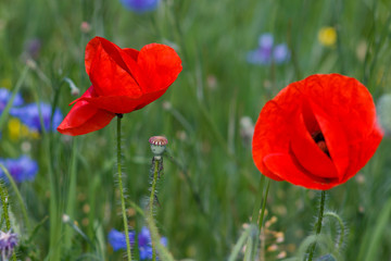 Flowers Red poppies and blue cornflowers blossom on wild field.