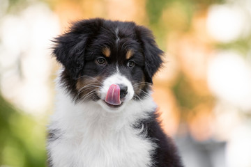 Fototapeta premium Adorable Australian shepherd dog puppy posing in the summer