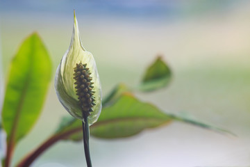 White flower lily spathiphyllum houseplant. Spathiphyllum flower close-up.