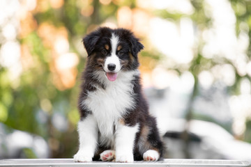 Adorable  Australian shepherd dog puppy posing in the summer