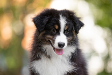 Adorable  Australian shepherd dog puppy posing in the summer