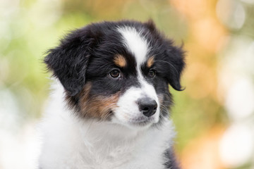 Adorable  Australian shepherd dog puppy posing in the summer