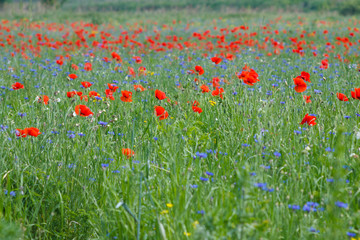 Flowers Red poppies and blue cornflowers blossom on wild field.