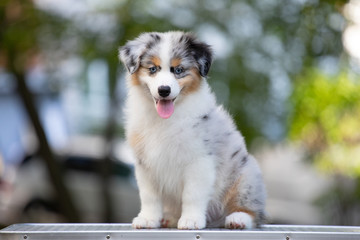 Adorable Blue merle Australian shepherd dog puppy posing in summer