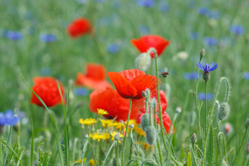 Flowers Red poppies and blue cornflowers blossom on wild field.