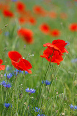 Flowers Red poppies and blue cornflowers blossom on wild field.