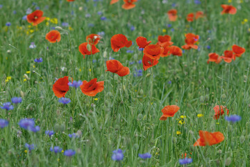 Flowers Red poppies and blue cornflowers blossom on wild field.