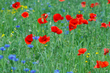 Flowers Red poppies and blue cornflowers blossom on wild field.