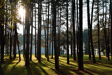 the sun rays through the trees in the forest