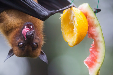 Closeup portrait of male fruit bat also known as flying fox hanging upside and down eating juicy...