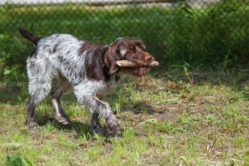 Dog holds a stick in his teeth.